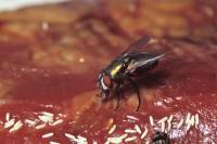 Mouche verte s'alimentant